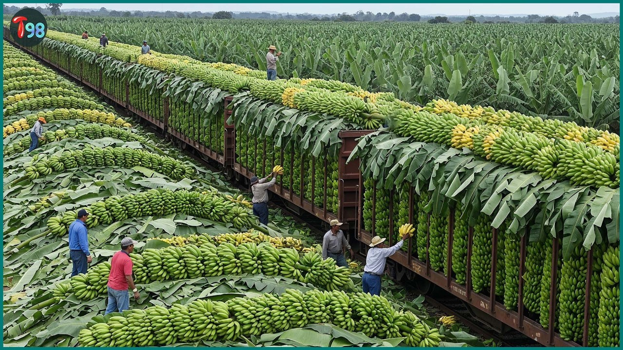 The 2026 Harvest Rush 💥 How They’re Collecting Millions of Tons of Fruits and Veggies