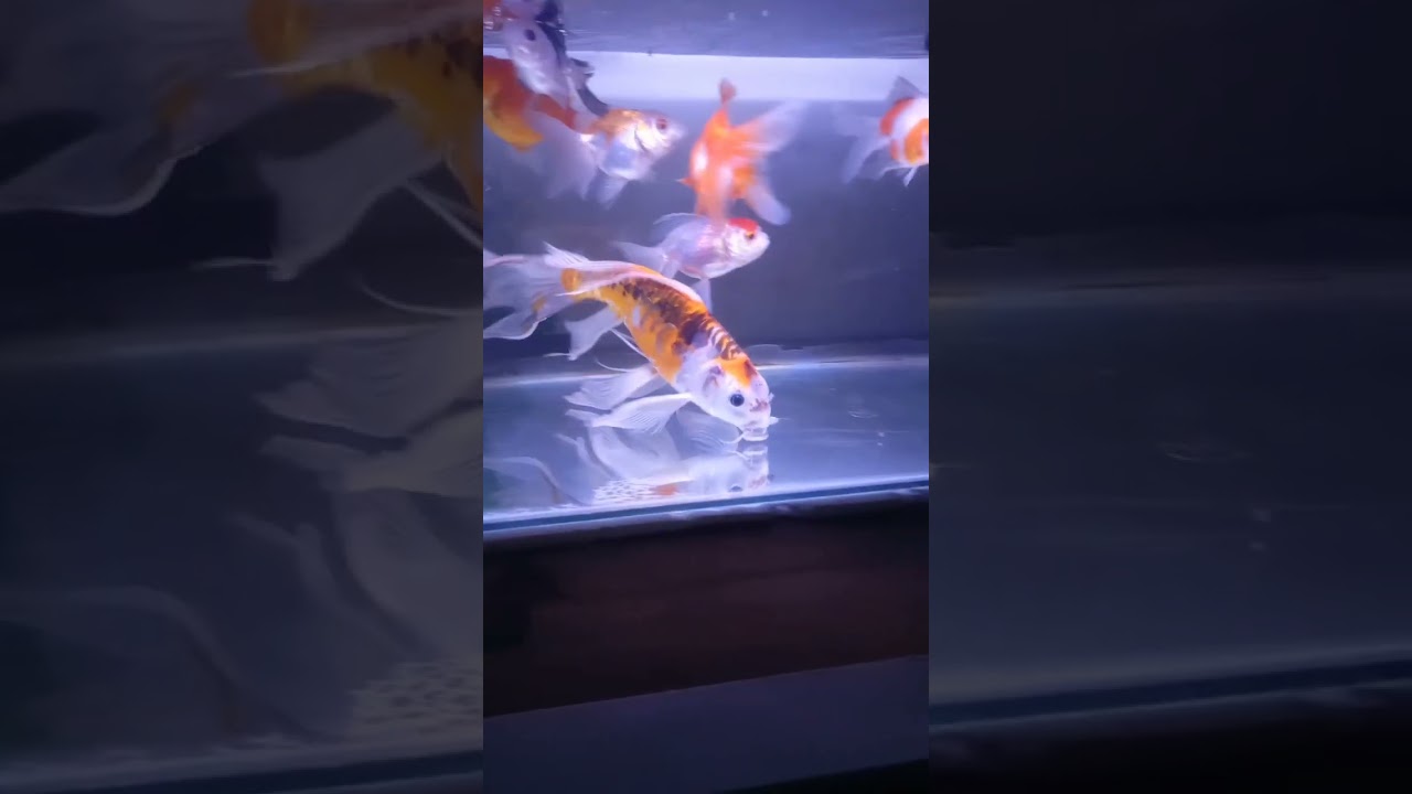 koi jenis kiko kumpay cantik #koislayer #koicantik