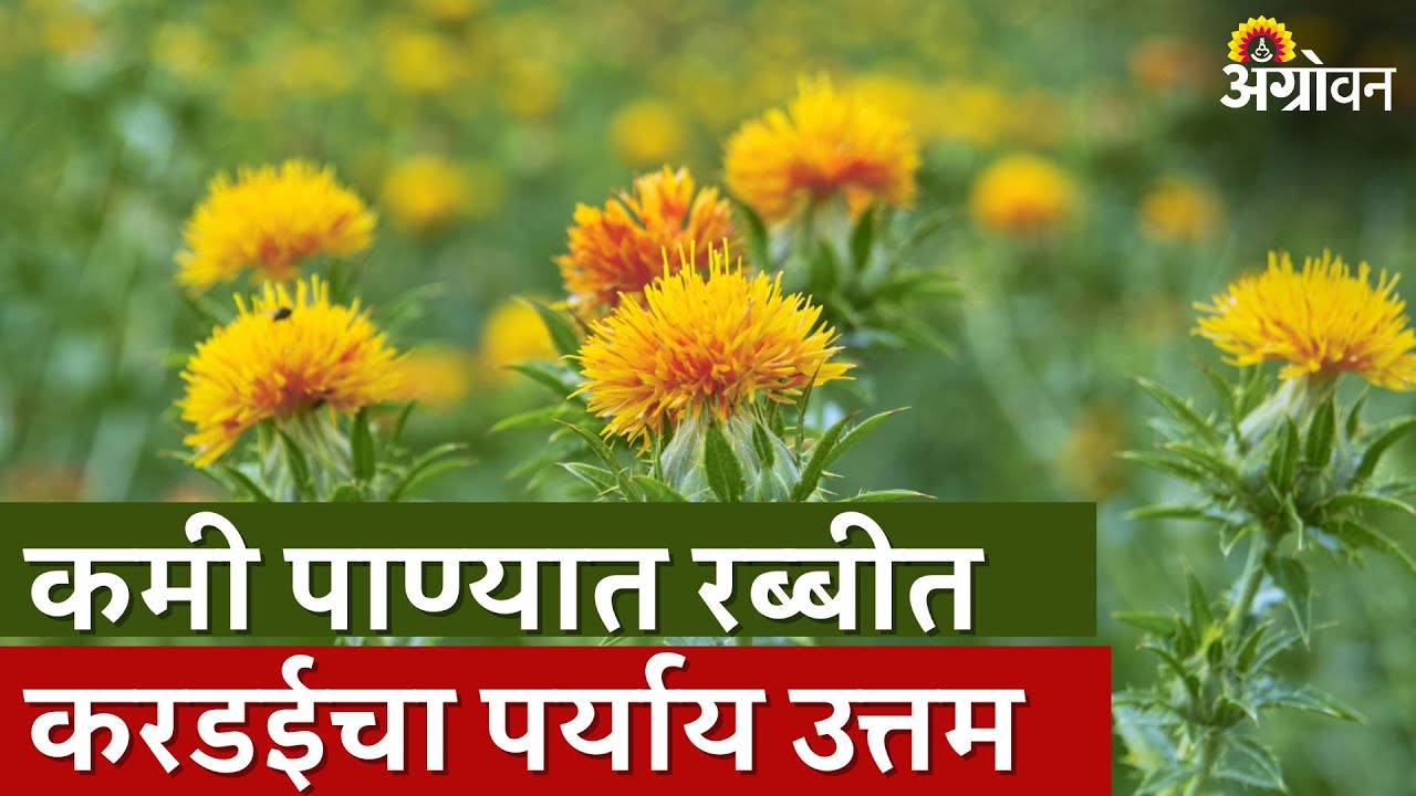 Kardai Cultivation : करडईचे सुधारित लागवड तंत्र |Agrowon