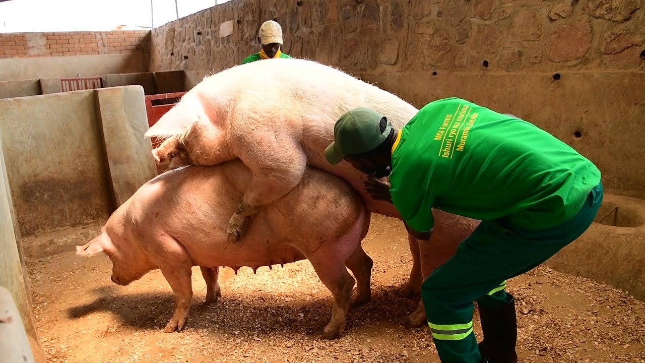 REBA UKO INGURUBE ZAGUHINDURIRA UBUZIMA/ INGURUBE IMWE ISOBORA KUBYARA UTWANA 100 KU MWAKA UMWE.....