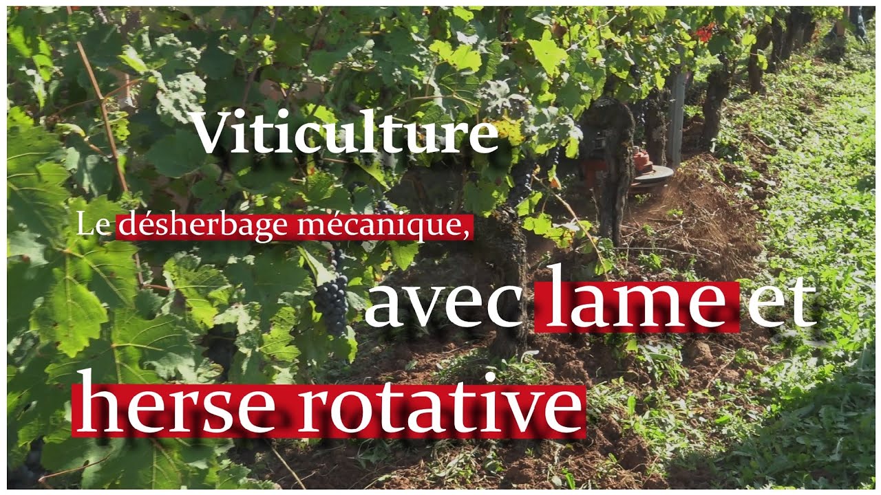 [DÉMONSTRATION] VIGNES : DÉSHERBAGE AVEC LAME ET HERSE ROTATIVE