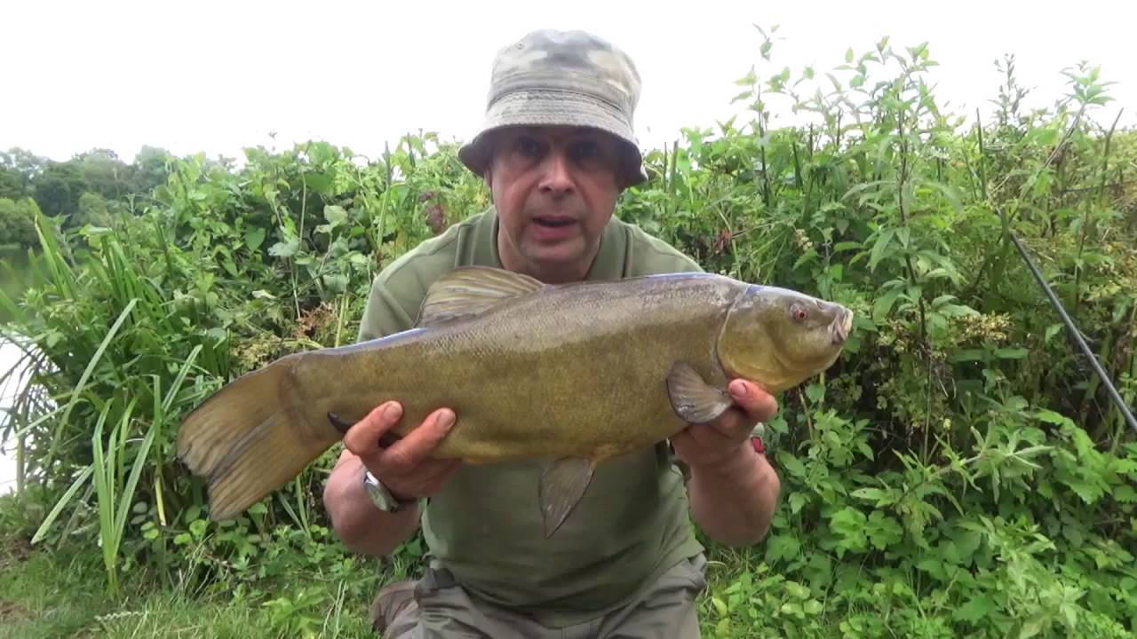 How to catch Summer Tench & Crucian carp.