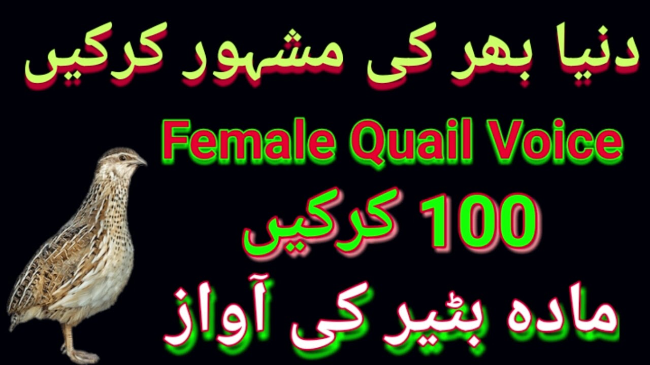 دنیا بھر کی مشہور کرک World famous Kirk batair ki kirak female batair ki awaz