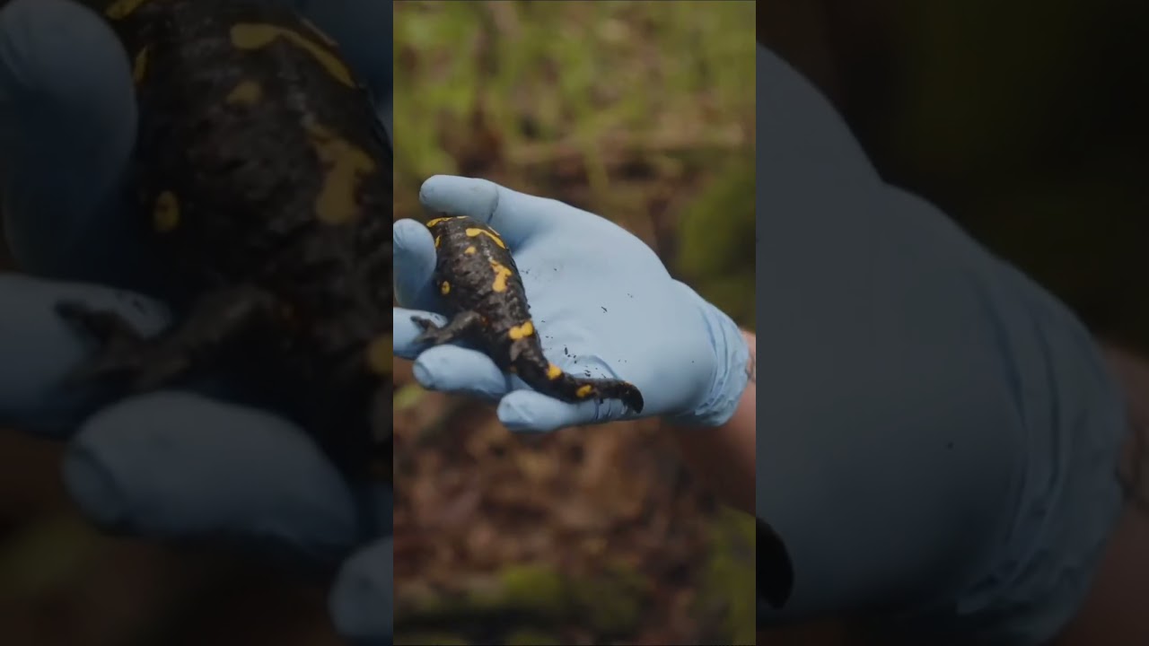 IGZIS PILLANATOK AZ &Egrave;LET&Uuml;NKBŐL :) #turazoo