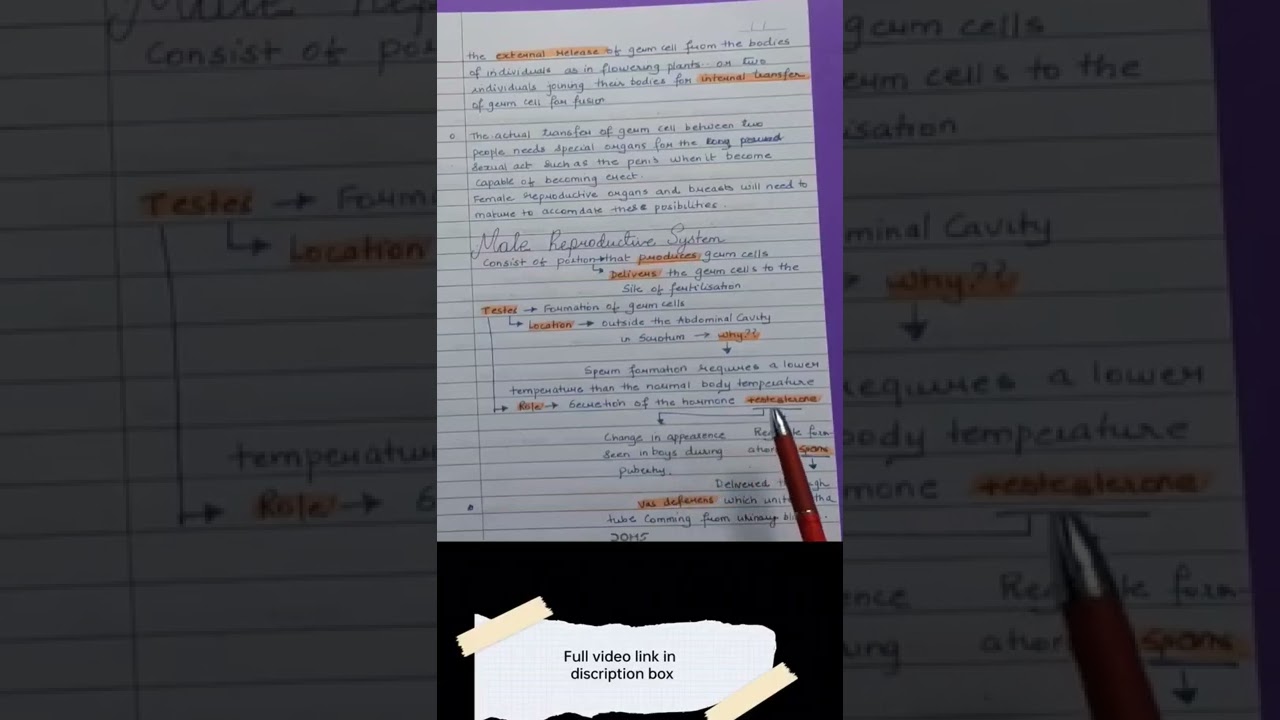 Male Reproductive System