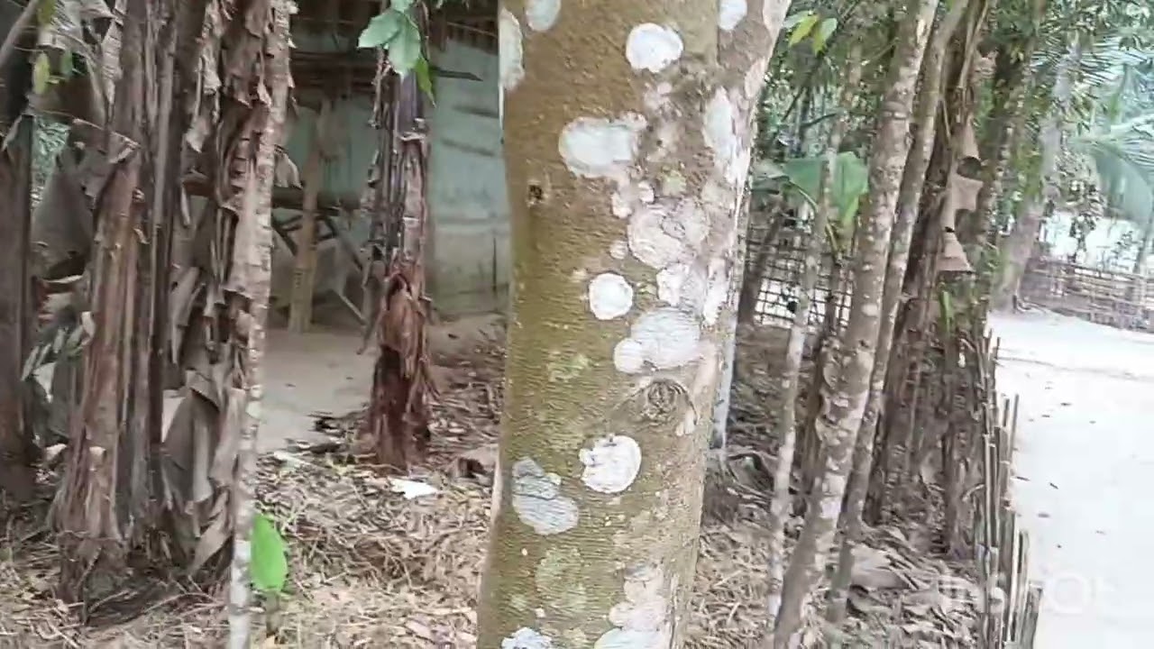 অসমৰ বিভিন্ন প্ৰান্তত উপলব্ধ সাঁচি গছ।