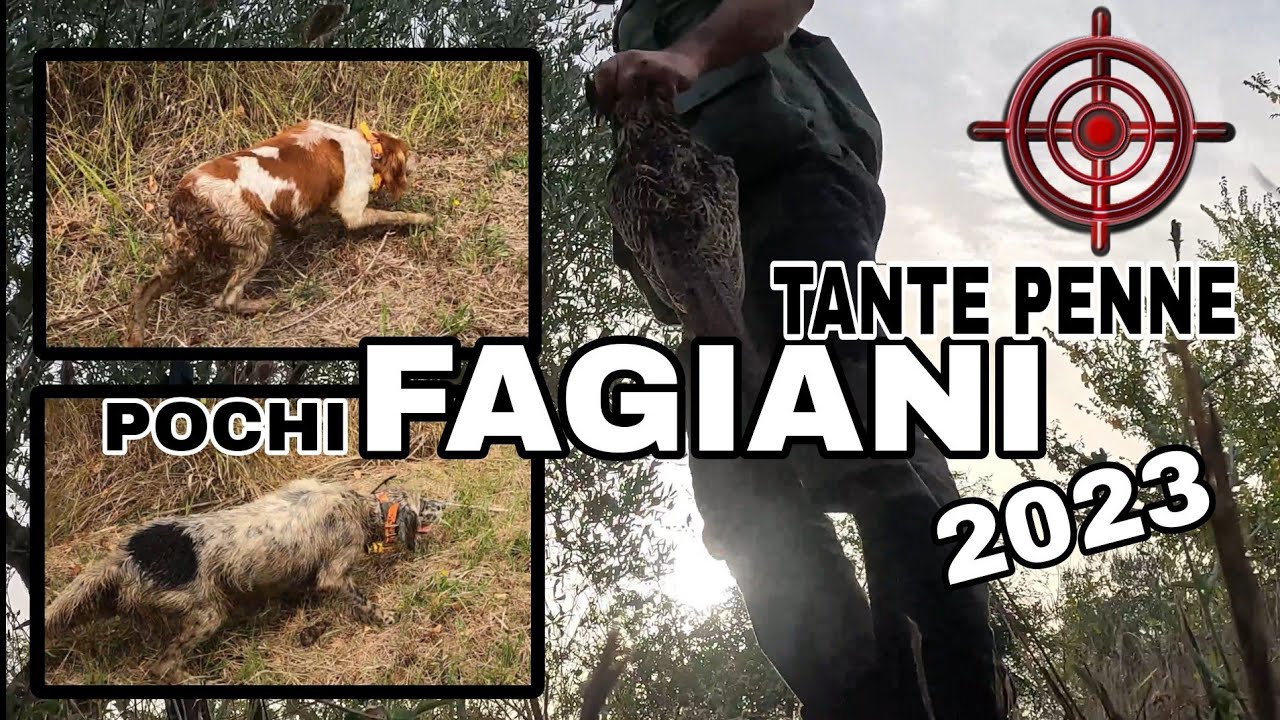 Caccia al Fagiano - Inizio stagione venatoria 2023/2024 - Con Benito il Breton e Assunta la Setter