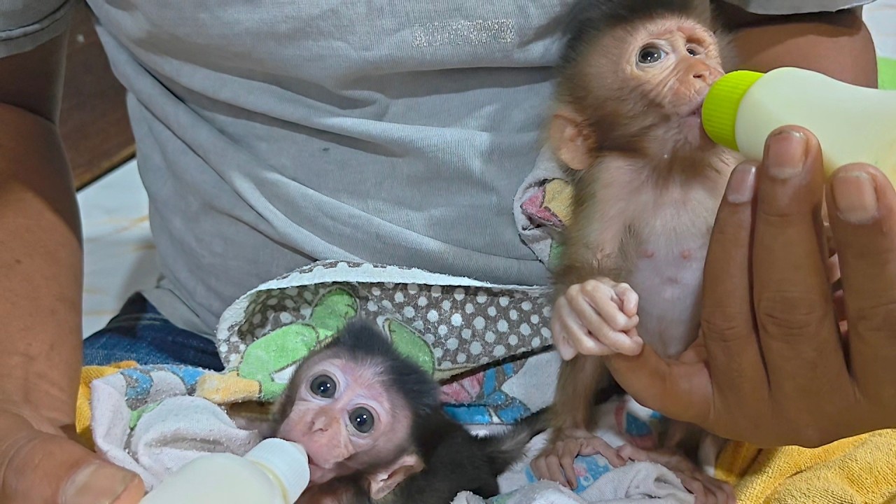 Drink night milk for these two beautiful baby monkeys