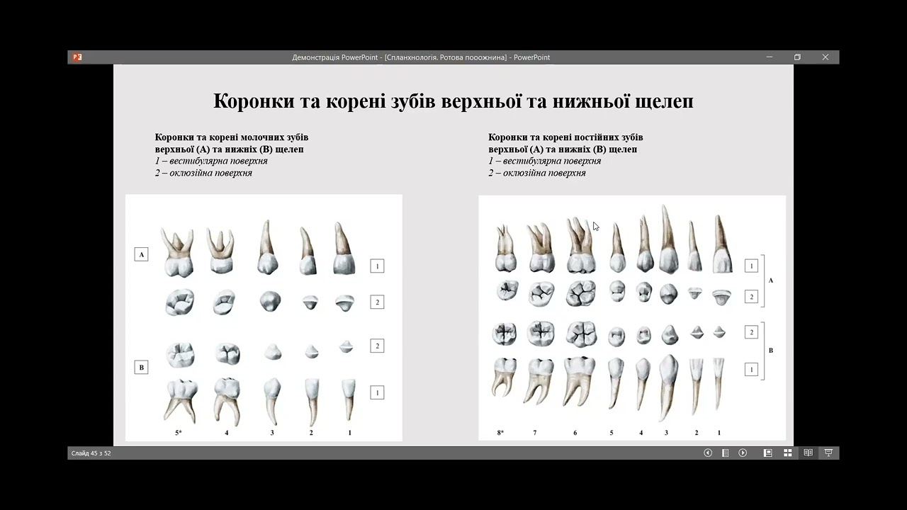 Анатомія зубів. Зубощелепна система людини.