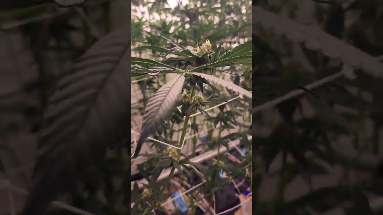 The grow operation #mightytree #420 #cannabisculture