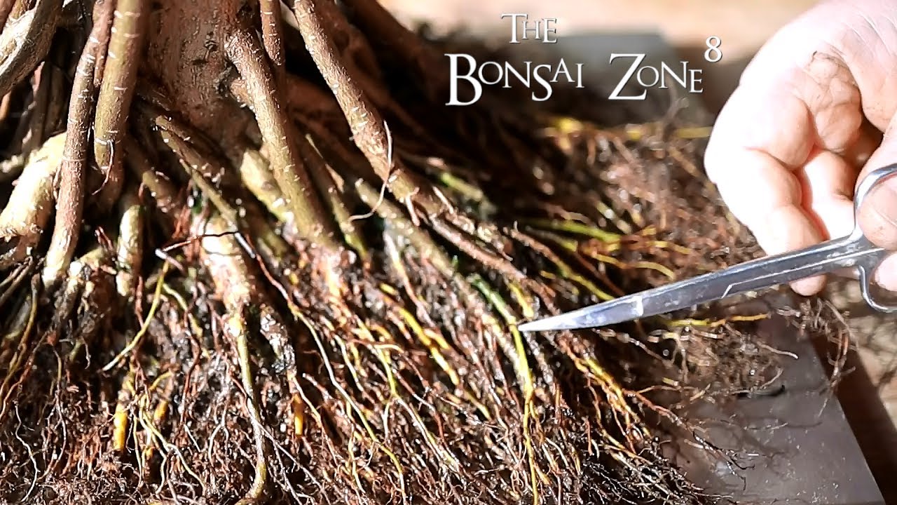 Quality Bonsai and My Ficus, Part 5  The Bonsai Zone, Jan 2021