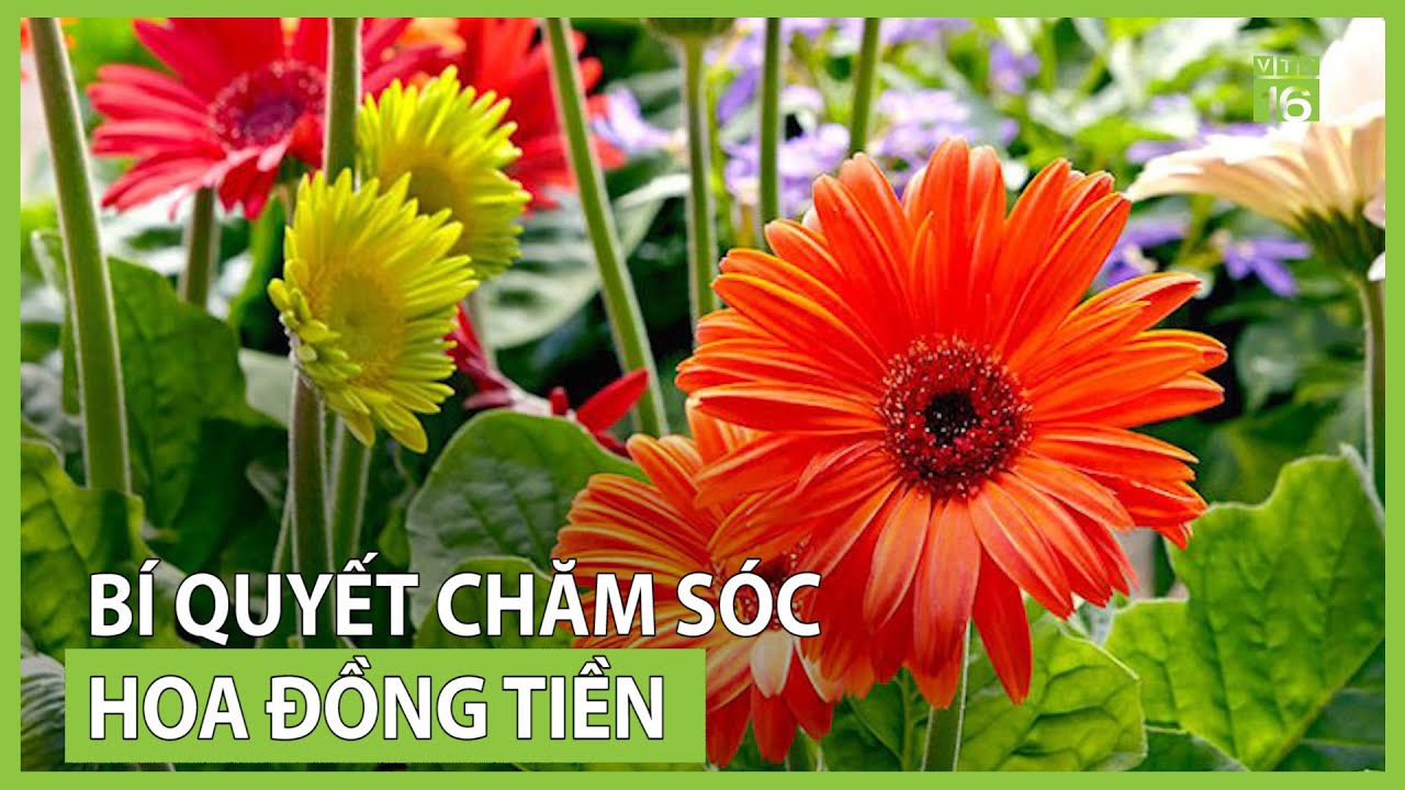 Bí quyết chăm sóc hoa đồng tiền miền Bắc | VTC16