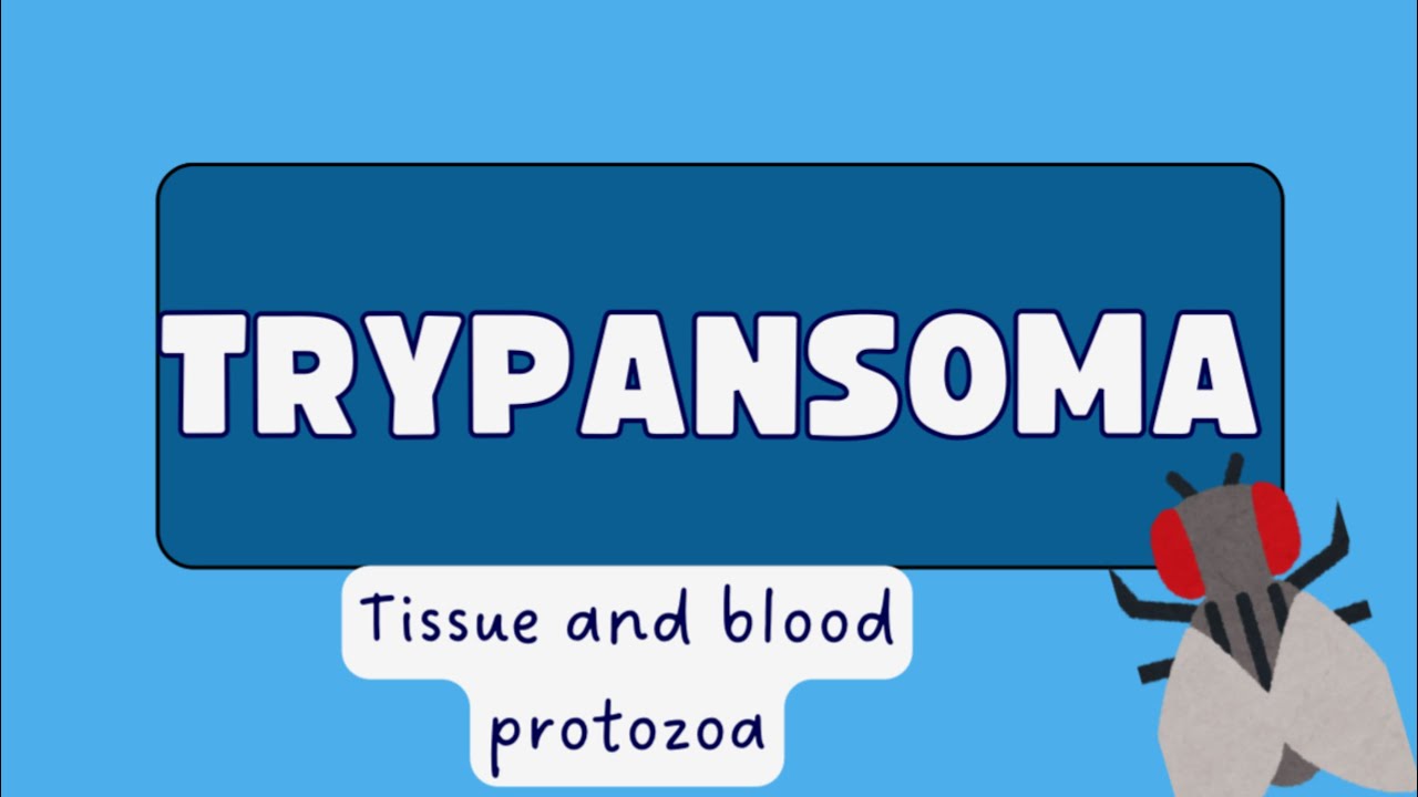 Trypansoma bruzi || parasitology || #mbbs #mlt #uhs #lifecycle 