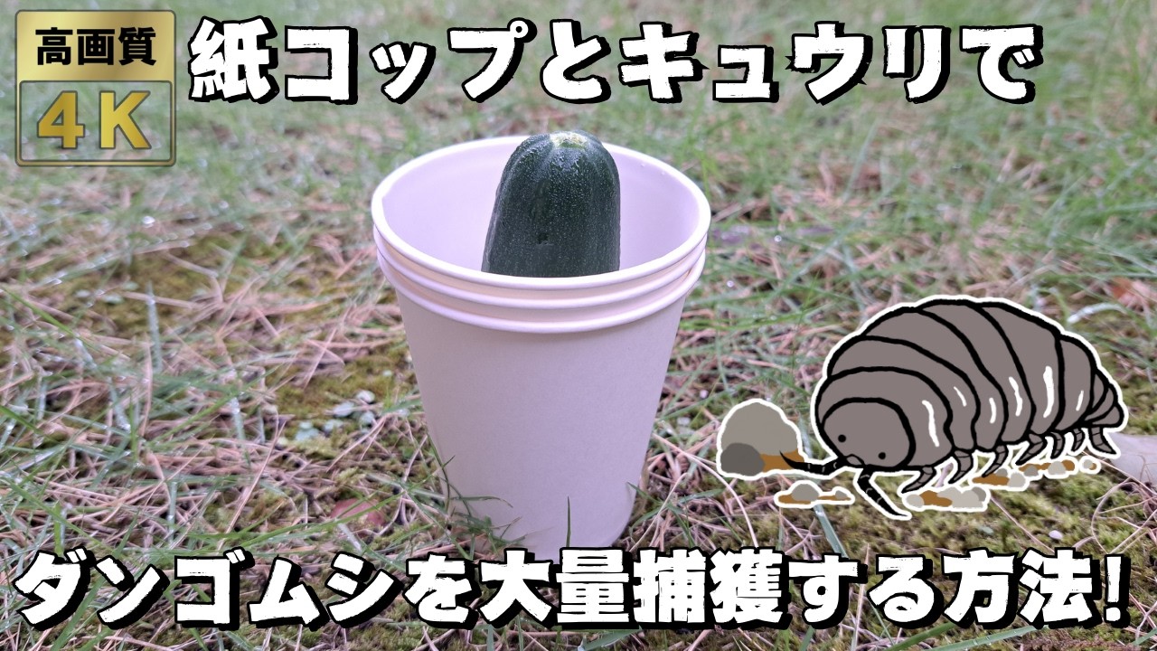 紙コップとキュウリを使ってダンゴムシを捕ってみよう！