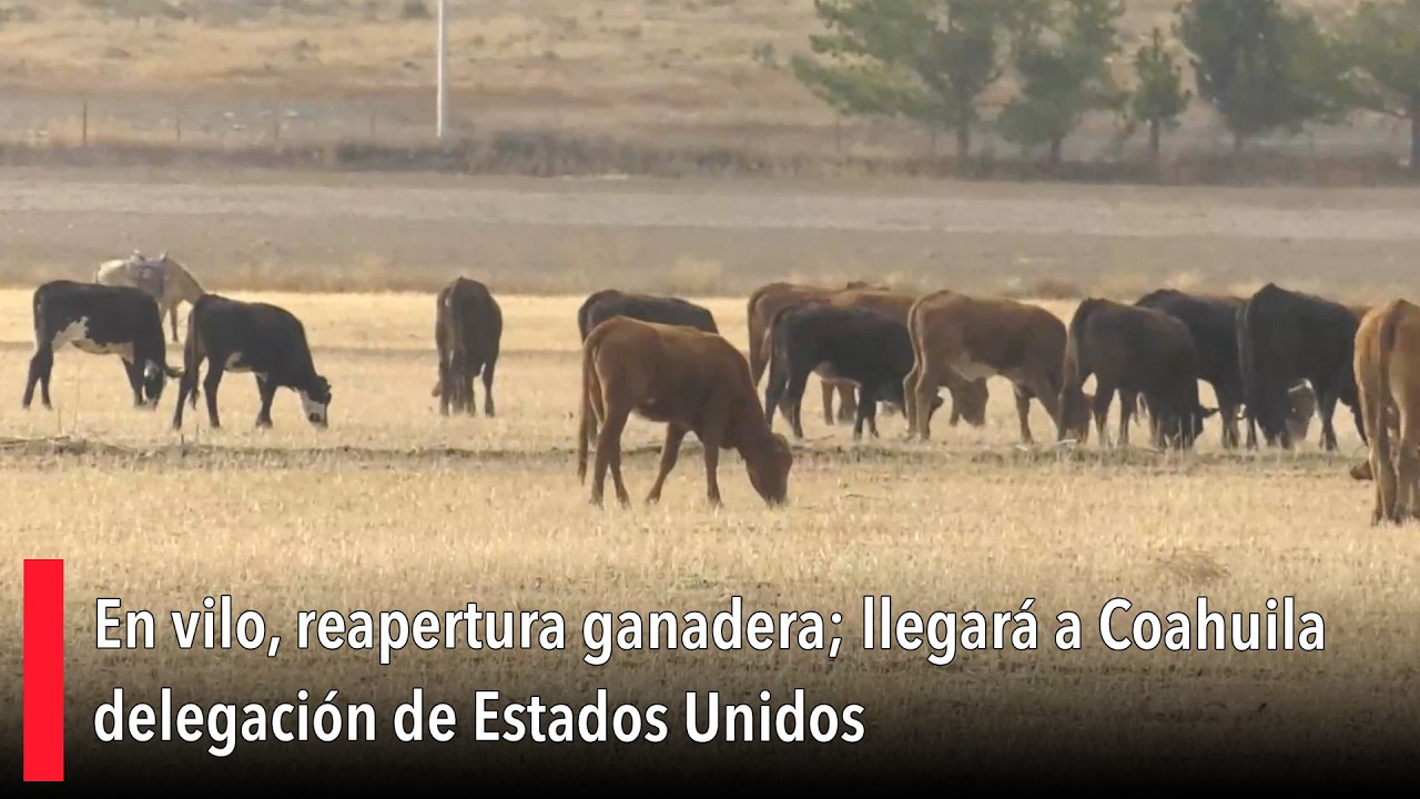 En vilo, reapertura ganadera; llegará a Coahuila delegación de Estados Unidos