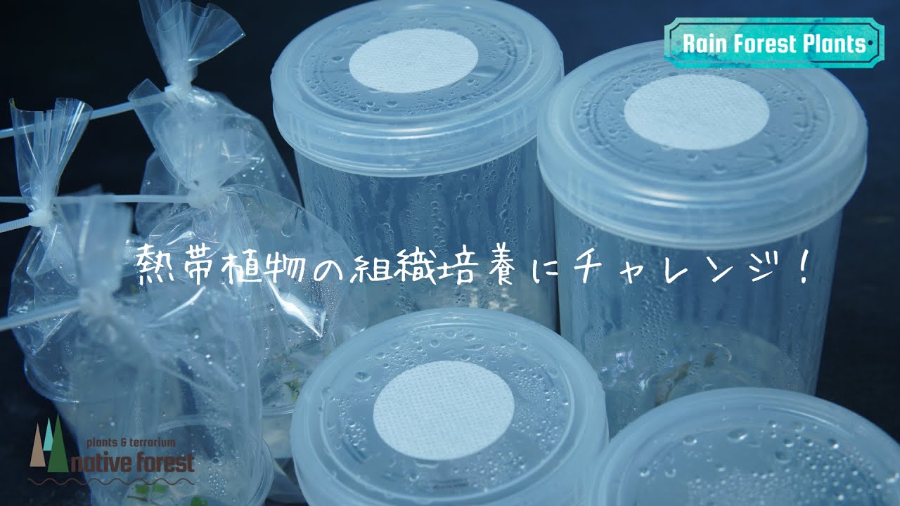 【組織培養】簡単キットで熱帯植物の組織培養にチャレンジ！