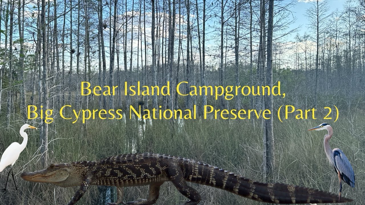 Кемпинг «Bear Island», национальный заповедник «Биг-Сайпресс» (часть 2)