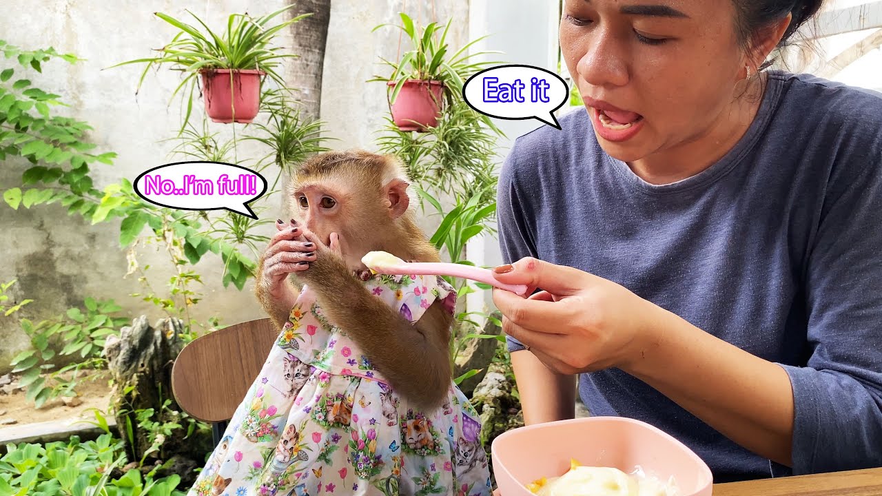 Monkey Lyly doesn't want to eat lunch because she accidentally ate too many grapes and is too full