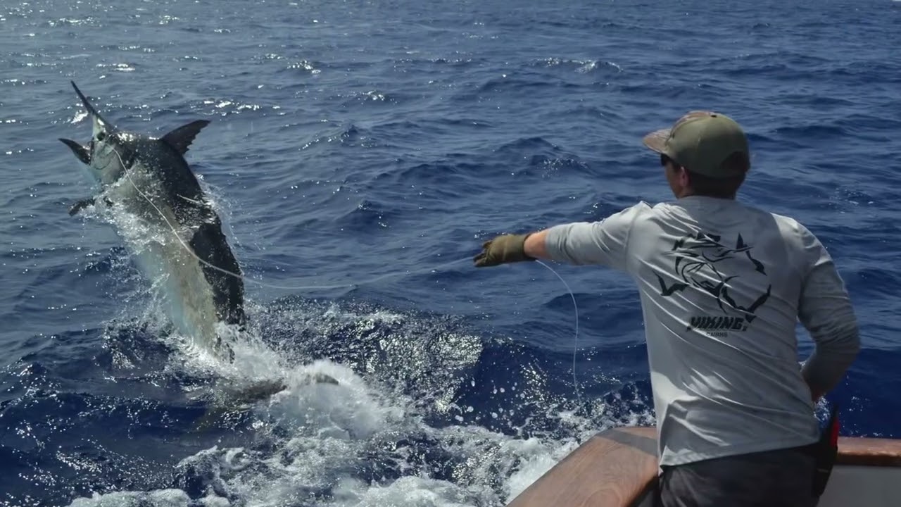 Viking II gamefishing giant black marlin 2024 season