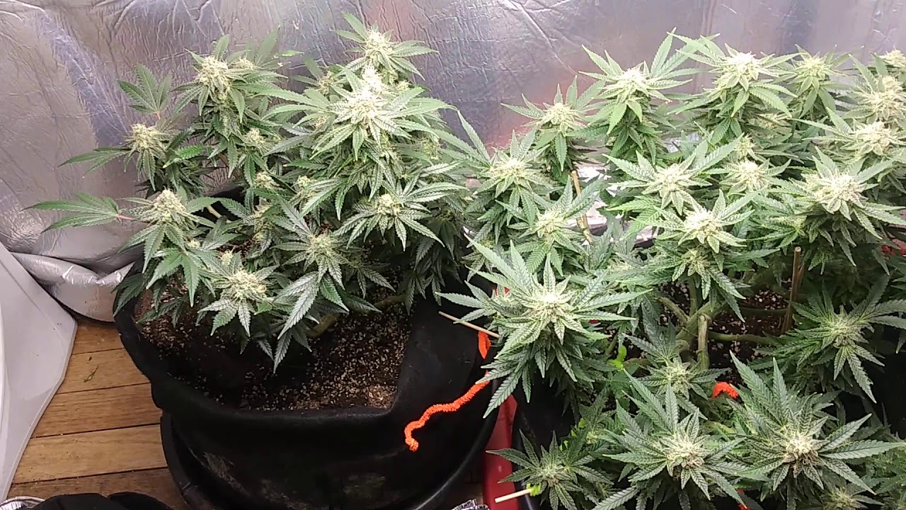 Cheese fem photoperiod from seedsman