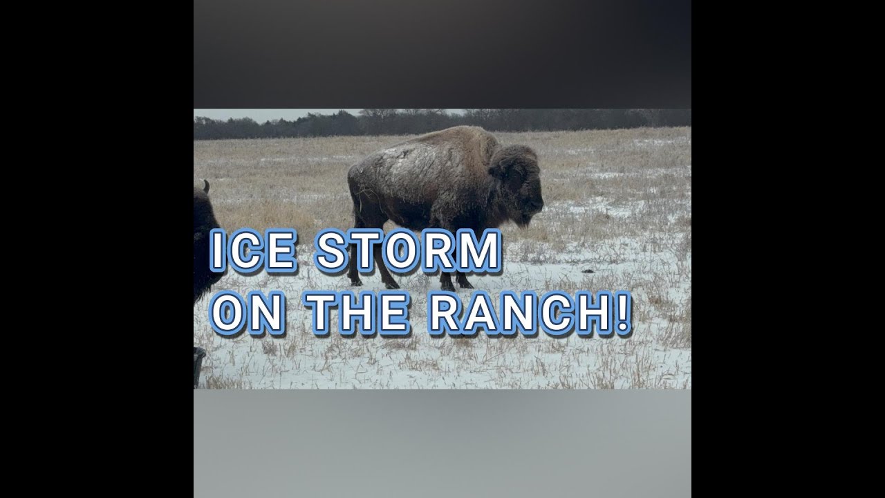 ICE STORM ON THE RANCH