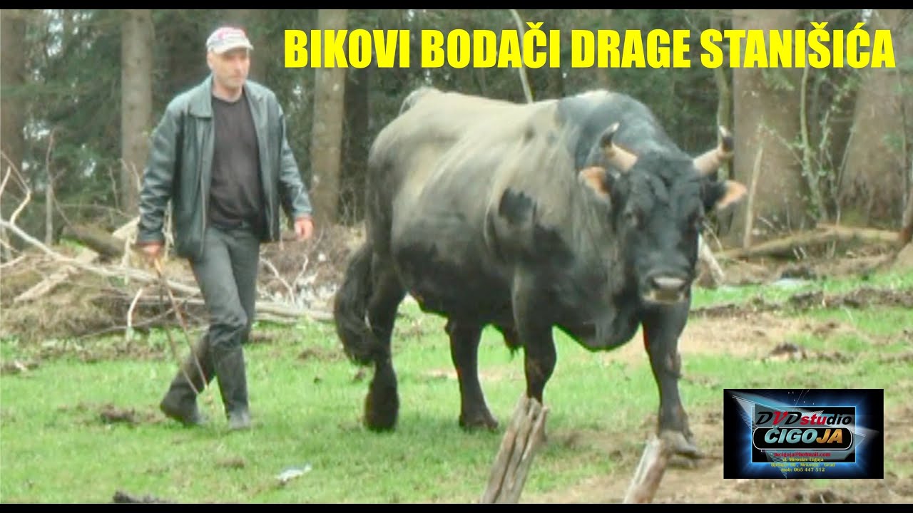 - BIKOVI BODAČI DRAGE STANIŠIĆA ROMANIJA HAN PIJESAK 2021