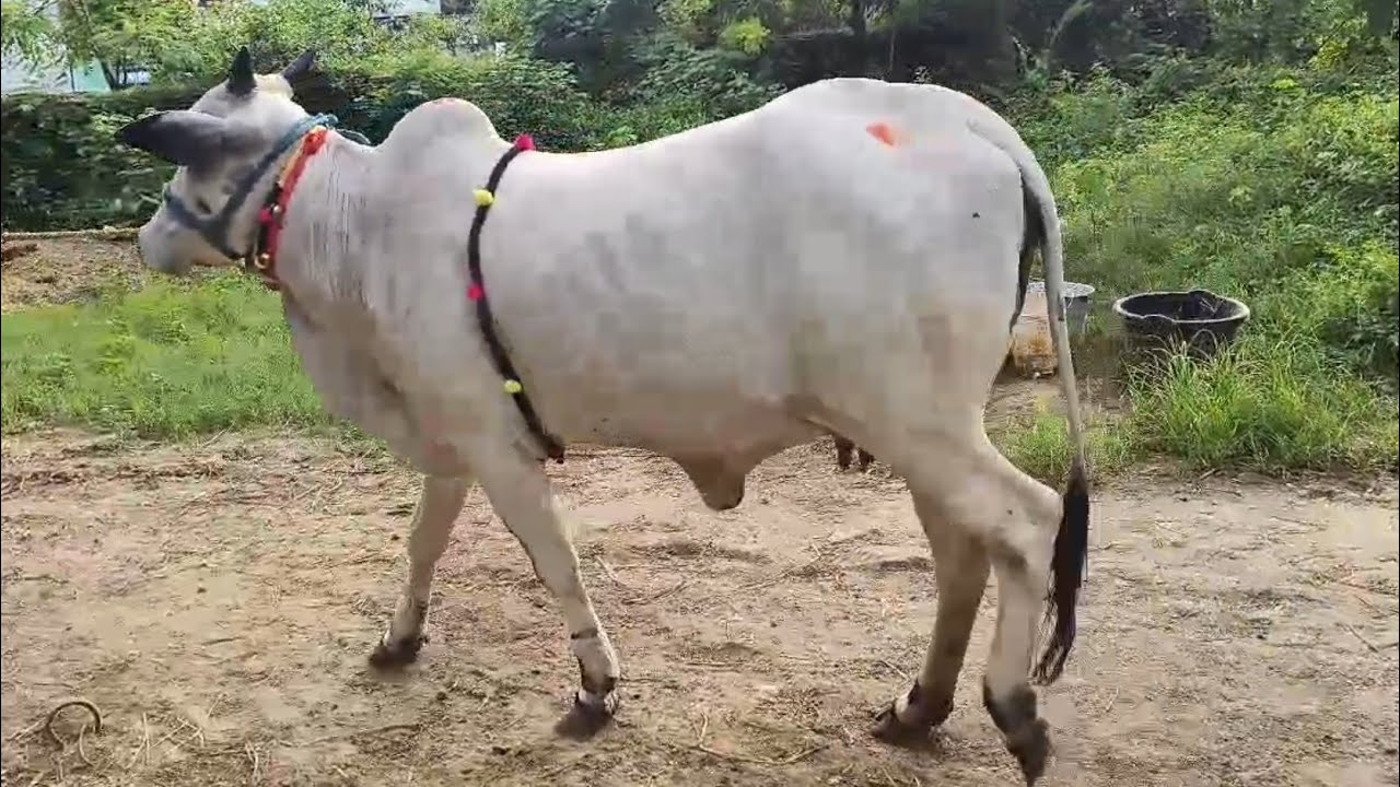 టాప్ క్వాలిటీ లో ఉన్న రెండు ఒంగోలు సూడి ఆవులు అమ్మకానికి | Ongole cows for sale ‎@purnafarms 