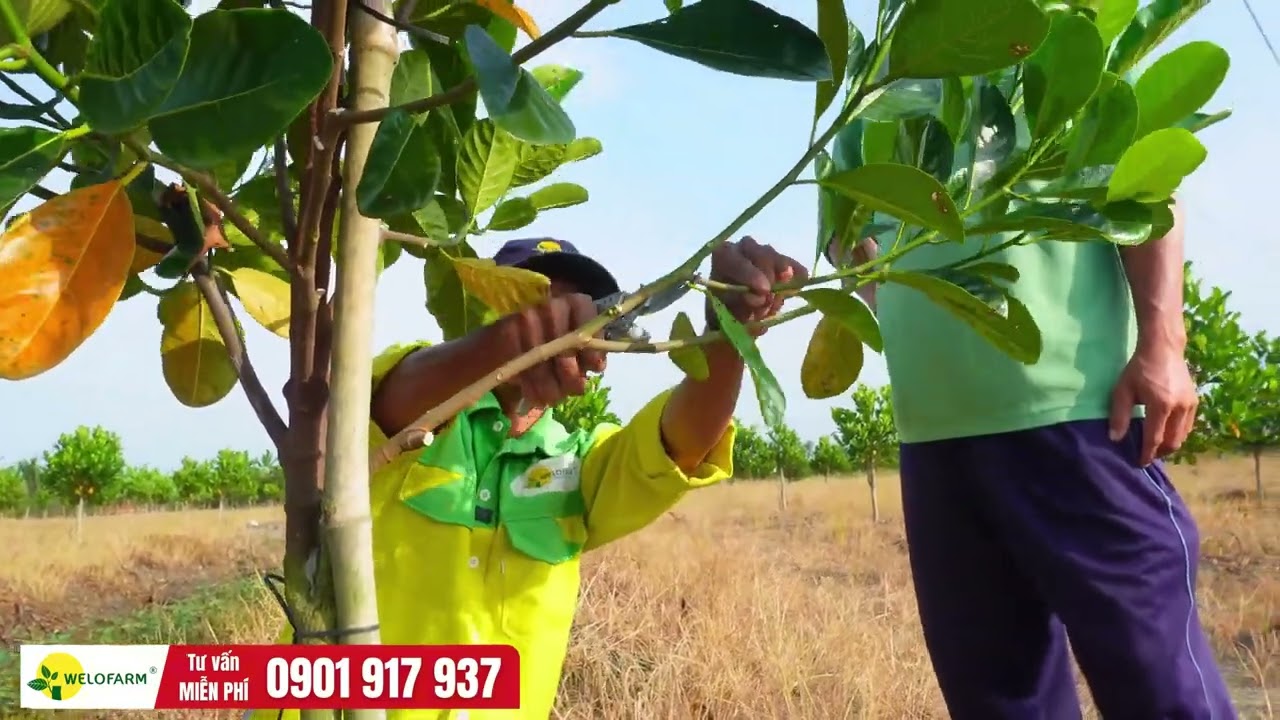 Hướng Dẫn Cắt Cành Tạo Tán Tận Vườn Cho Mít Ruột Đỏ 6 Tháng Tuổi