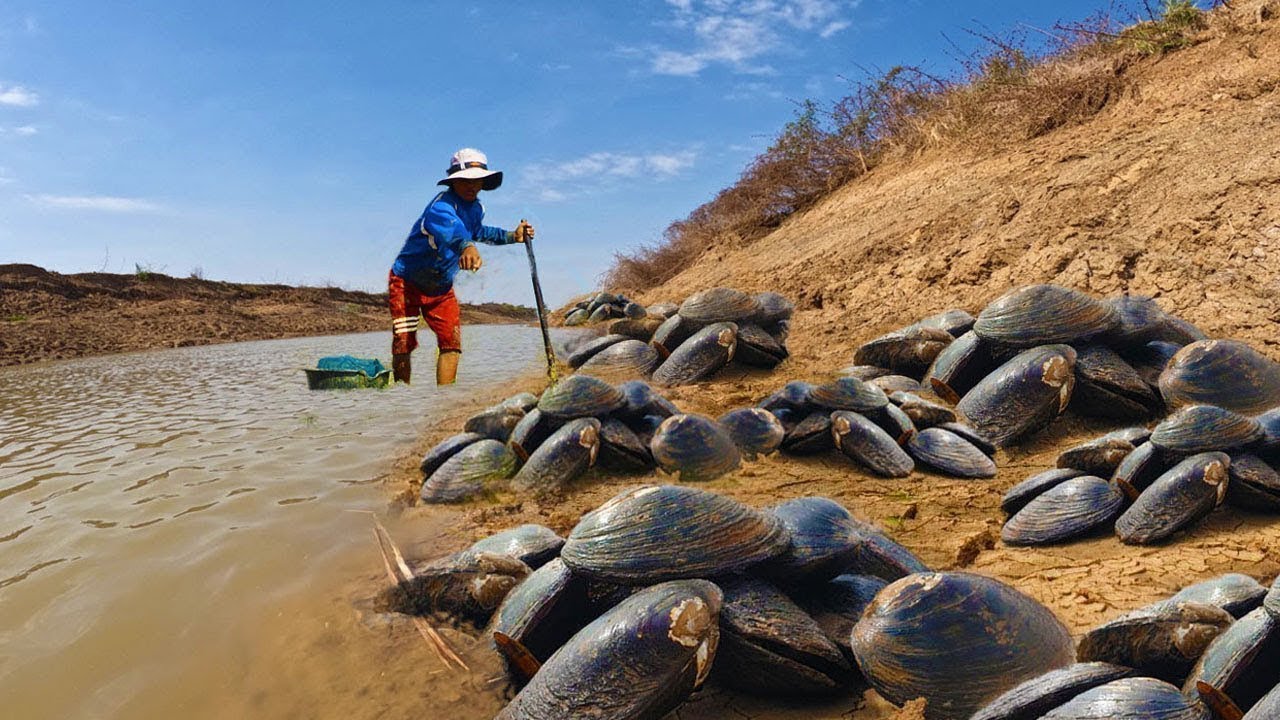Wow wow wow dig big clam at river today get a lot with a fisherman when low water