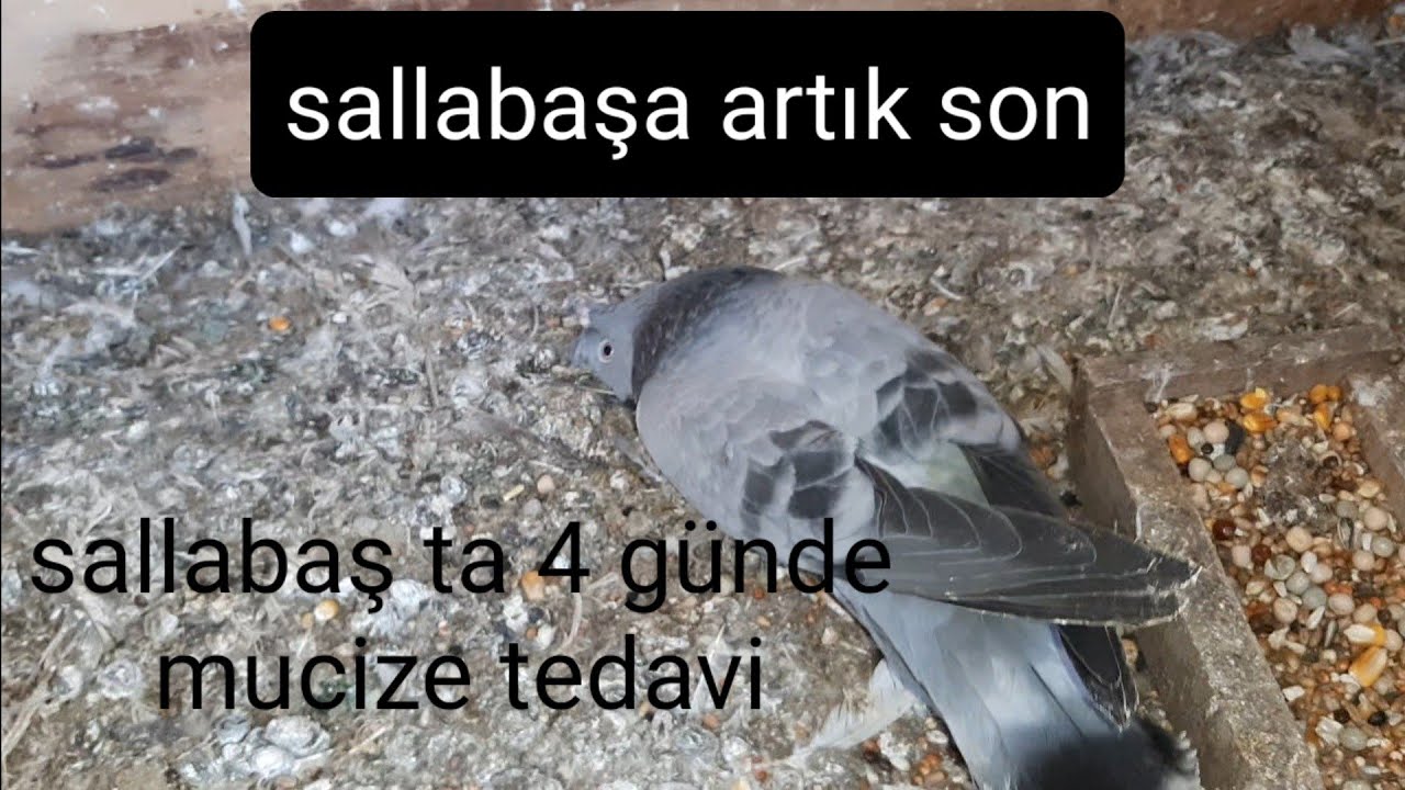 SALLABAŞ . DÖNBAŞ HASTALIĞI ARTIK SORUN DEĞİL 4 GÜNDE TEDAVİ UYGULAMALI İZLE GÖR