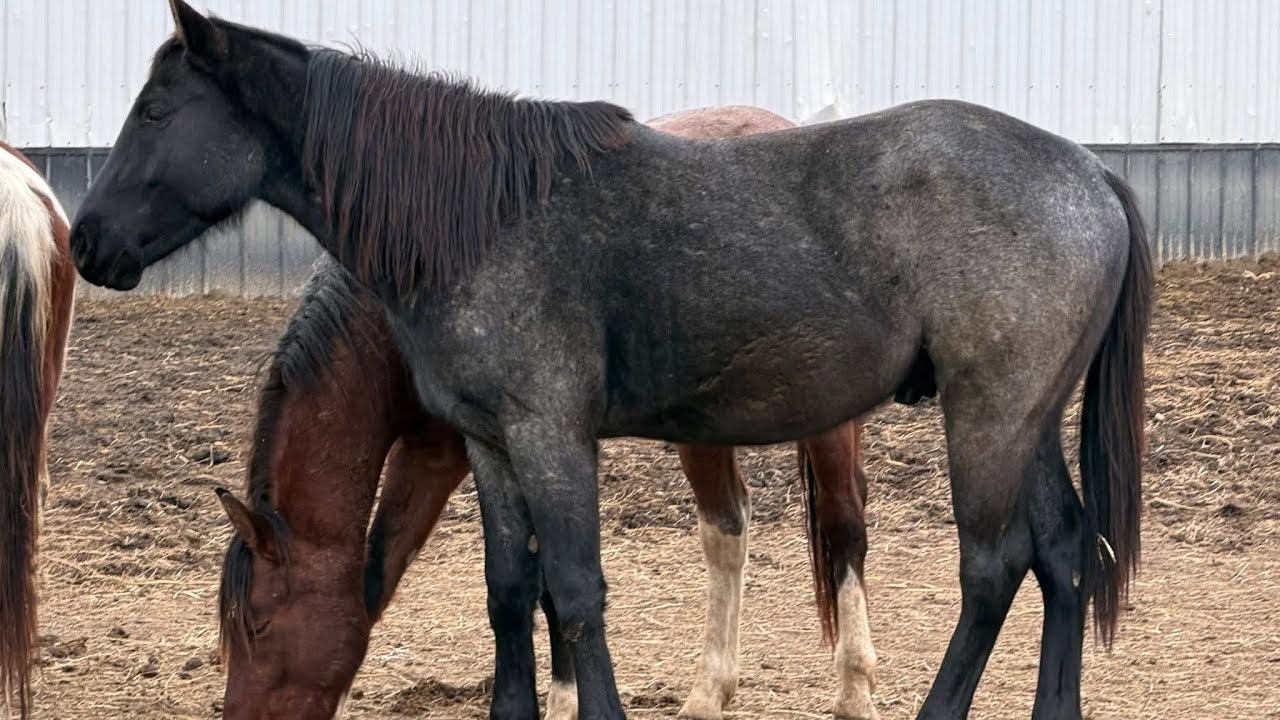 SpoonCatz Blue Strait - 2023 APHA Colt - Free Movement 2-21-26