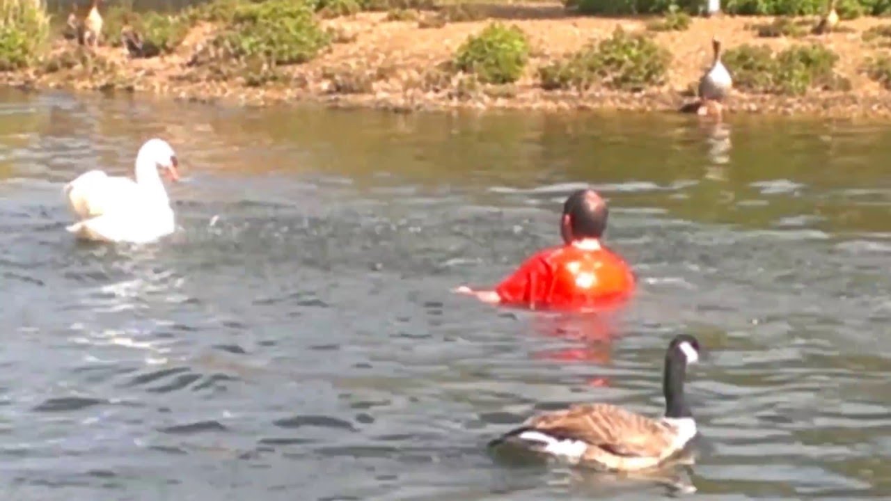 Swan attacks. Man dives in Barnes Pond