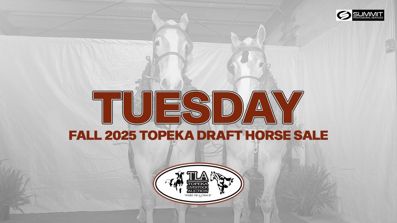 Topeka Draft Horse Sale - Tuesday Fall 2025