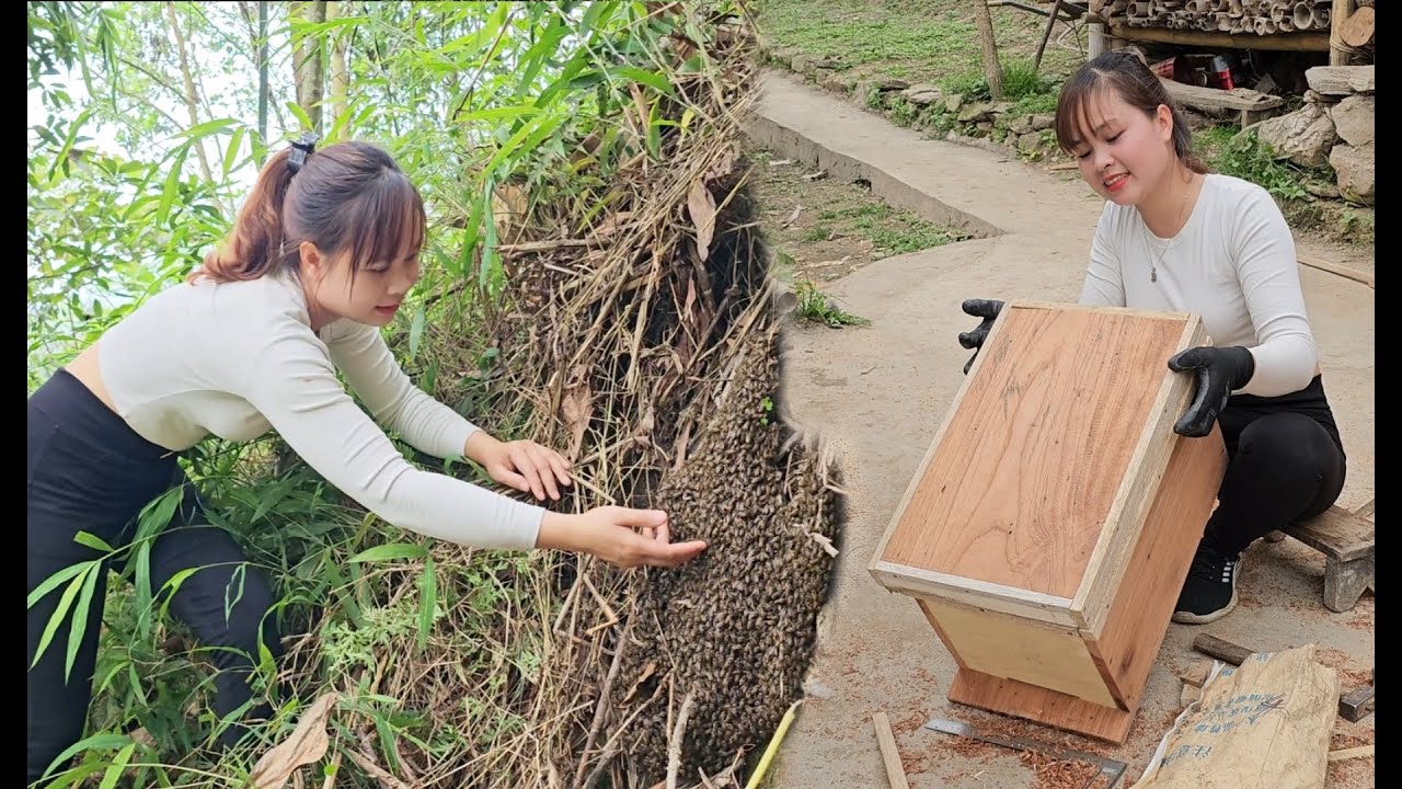 Binh's daily work and how Binh catches honey bees and makes bee crates. Rural lady.