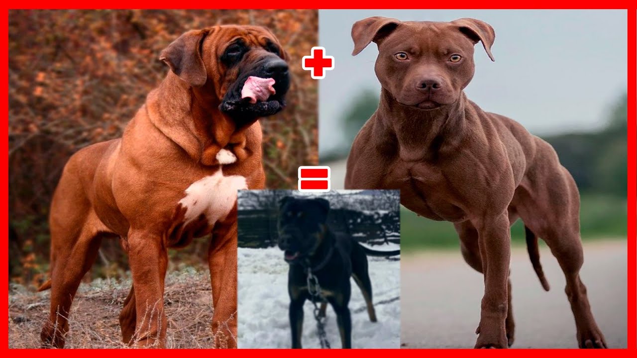 👹​08 mezclas MONSTRUOSAS de TOSA INU que DEBES CONOCER​