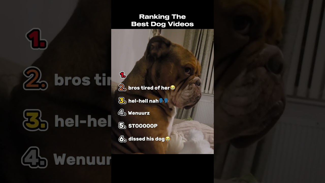 Ranking The Best Dog Videos