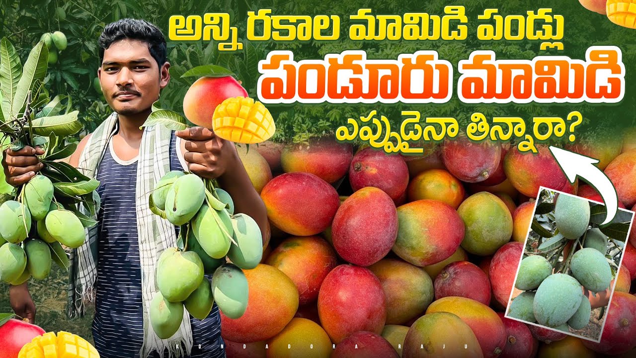 Panduri mango-మా ఏరియాలో లభించే అన్ని రకాలు మామిడి పళ్లు