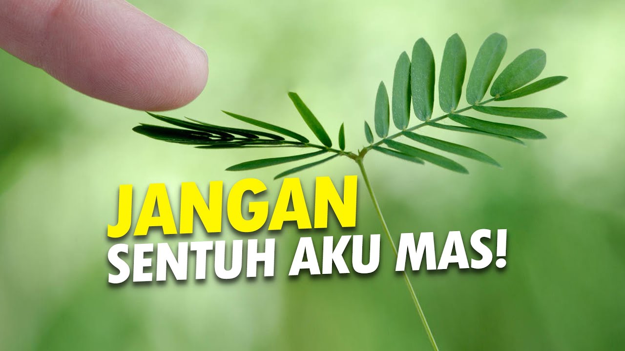 Putri, Kenapa Malu? #AlamSemenit