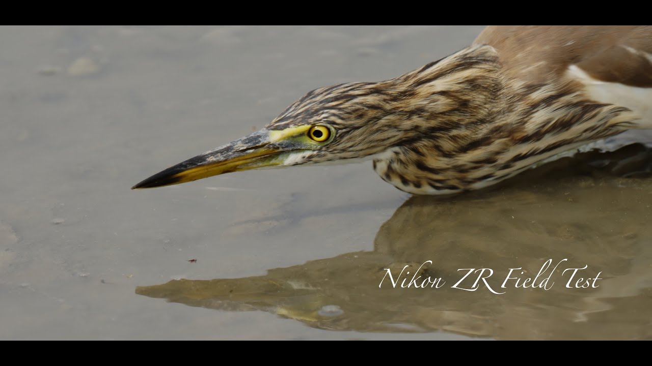 Nikon ZR Field Test ｜R3D NE 4K 120FPS
