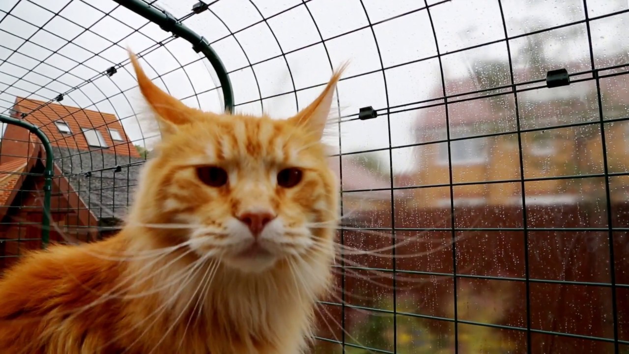 Recinto Walk-In per gatti: la protezione perfetta per i tuoi animali! | Omlet Italia