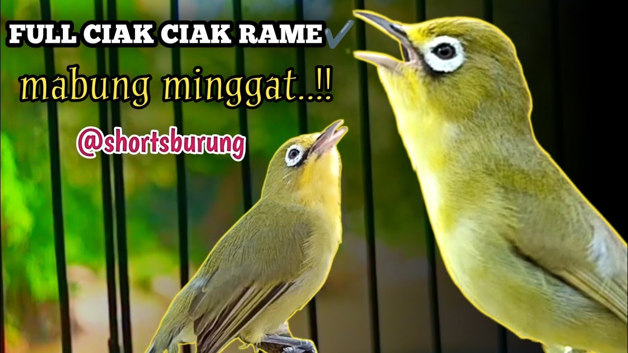 MASTERAN KECIAL KUNING LOMBA SUARA CIAK CIAK JOSS || TERAPI KECIAL KUNING MALAS BUNYI