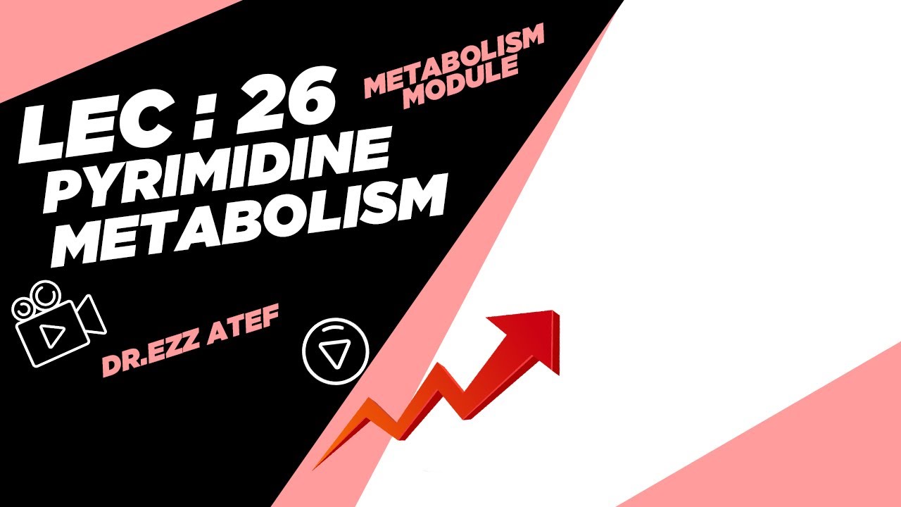 Biochemistry - 2nd year - (26) Pyrimidine metabolism