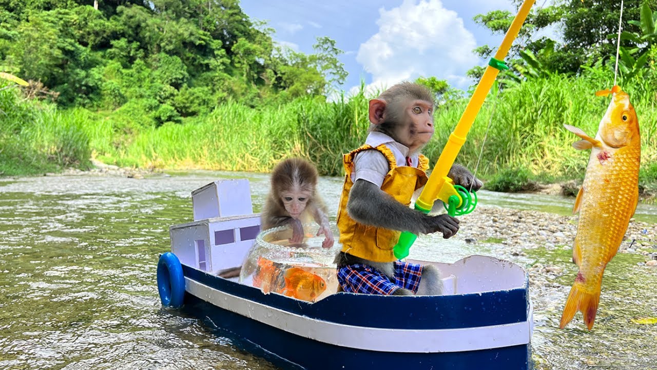 Забавные обезьянки Бим Бим и Оби ищут рыбок кои и ловят много милых рыбок для выращивания