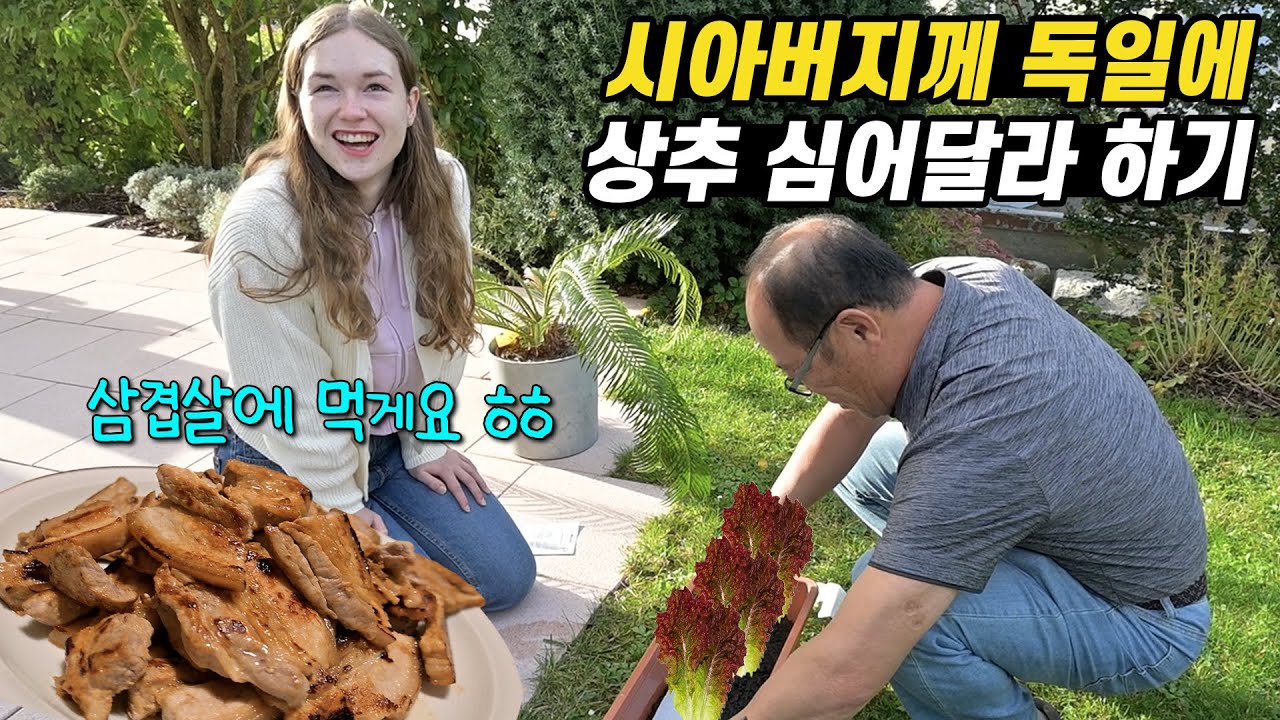 부모님 한국 돌아가시기 전 삼겹살에 먹게 상추 좀 심어달라는 며느리