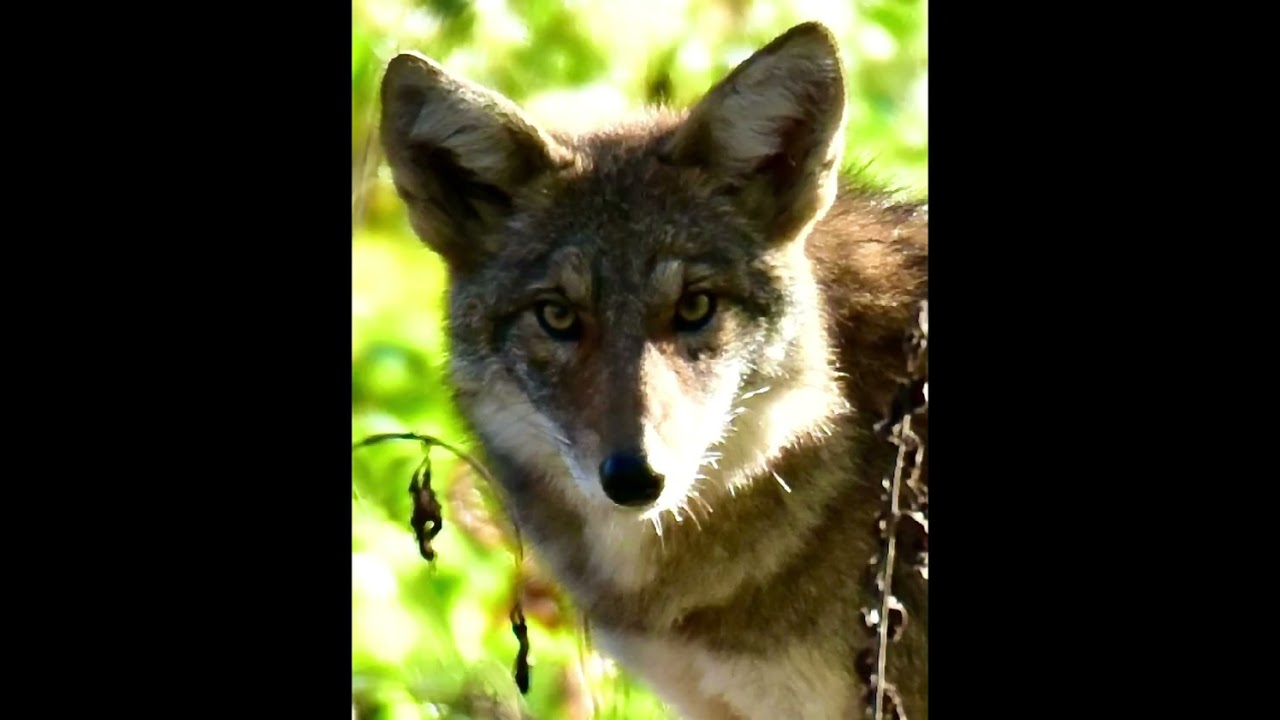 Wildlife photography #1