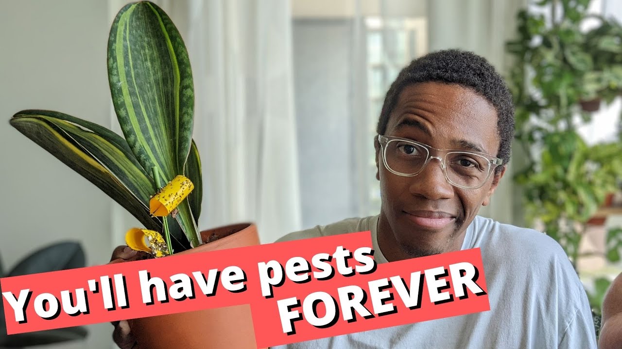 You won't get rid of fungus gnats...sorry