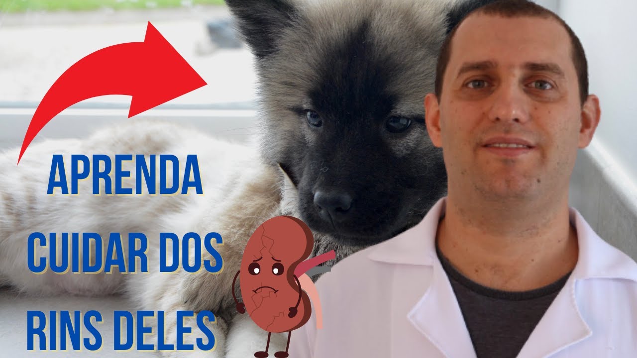 Infecção urinária em cães e gatos: Como evitar esse problema?