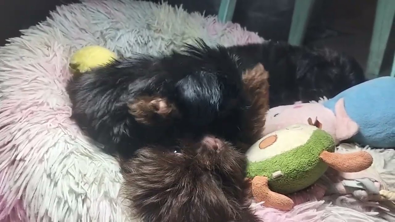 My little cute baby ❣️ 