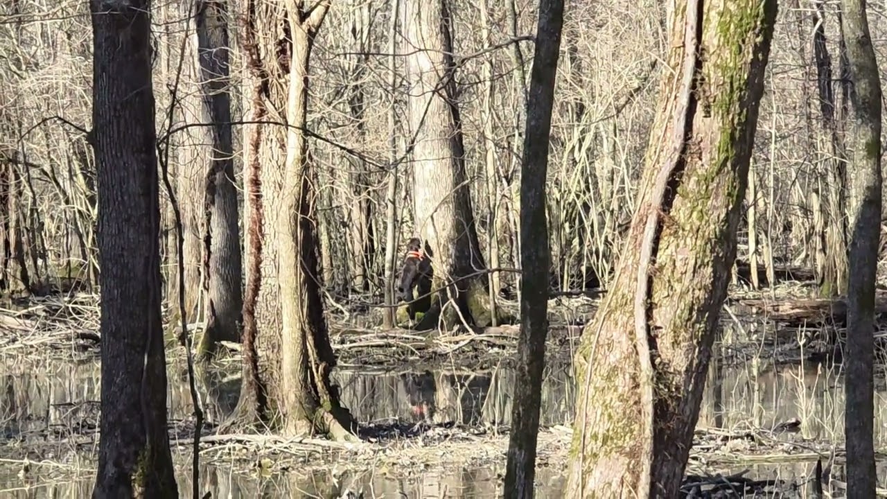 Last day of the 24-25 Arkansas squirrel season morning hunt