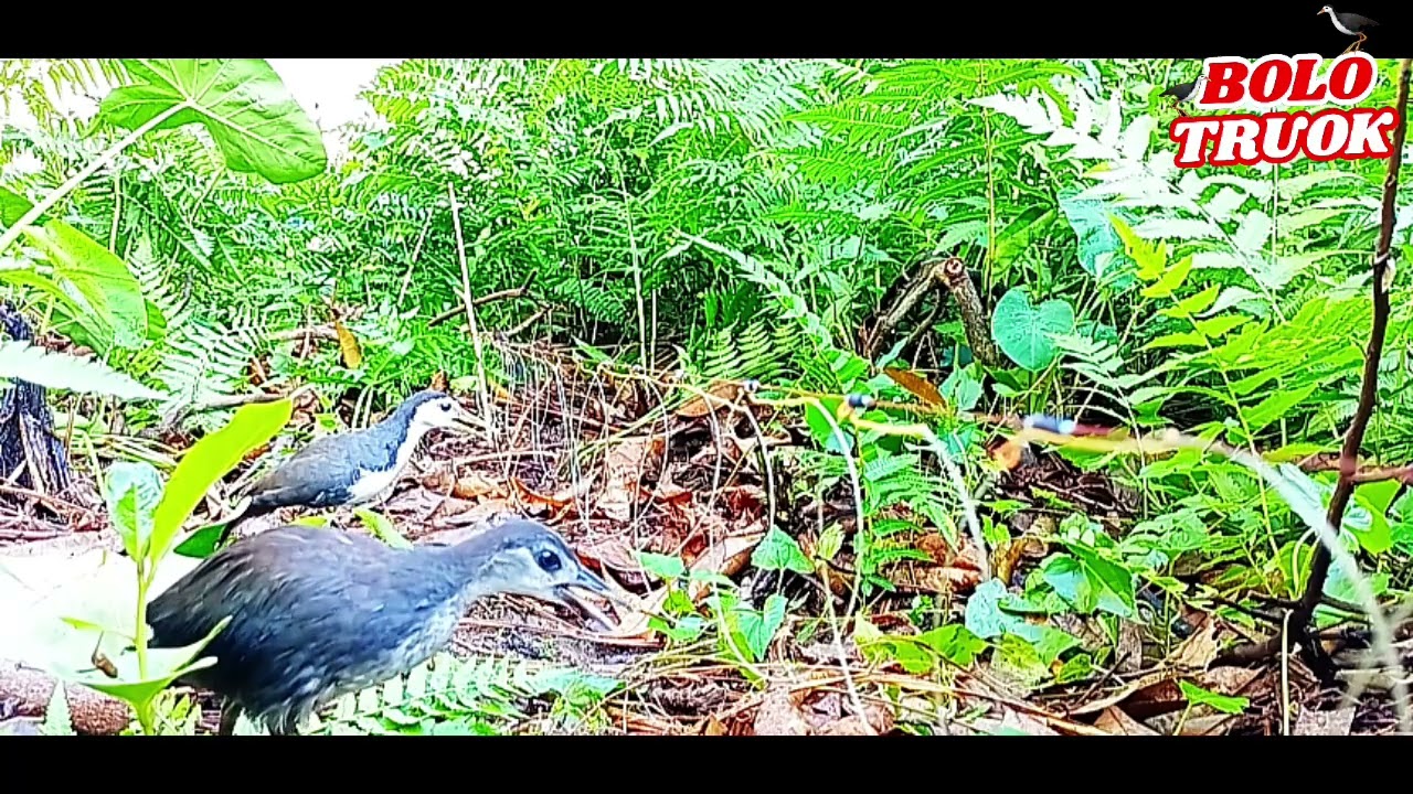 baby bird ruak ruak (anakan burung ruak ruak)